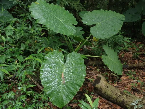 Alocasia odora
